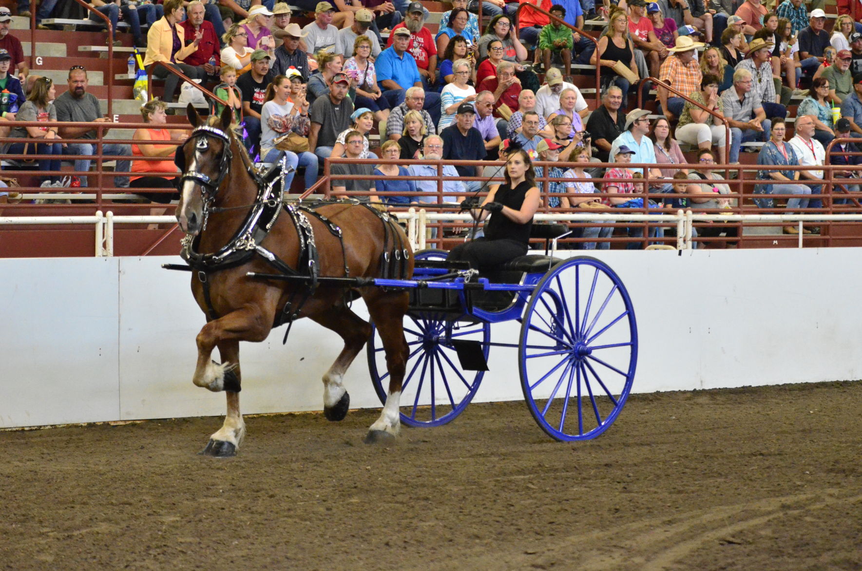 8-25-19 Draft Horse Hitch Final (21).JPG